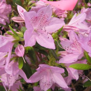 AZALEA POUKHANENSE IMP.  19CM