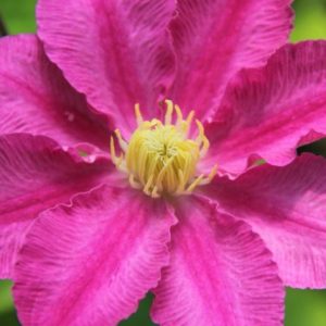 1 gallon - Abilene™ Clematis (CLEMATIS ABILENE) - 1 gallon - 1 gallon