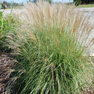 1 gallon - Adagio Maiden Grass (GRASS - M. S. ADAGIO) - 1 gallon - 1 gallon