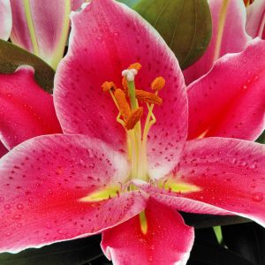 1 gallon - After Eight Oriental Lily (LILIUM AFTER EIGHT) - 1 gallon - 1 gallon