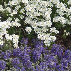 1 gallon - Alexander’s White Candytuft (IBERIS S. ALEXANDERS WHITE) - 1 gallon - 1 gallon