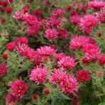 1 gallon - Alma Potchke Aster (ASTER ALMA POTSCHKE) - 1 gallon - 1 gallon