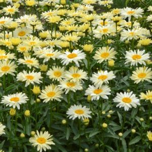 1 gallon - Amazing Daisies® 'Banana Cream II' Shasta Daisy (LEUCANTHEMUM S. BANANA CREAM 2) - 1 gallon - 1 gallon