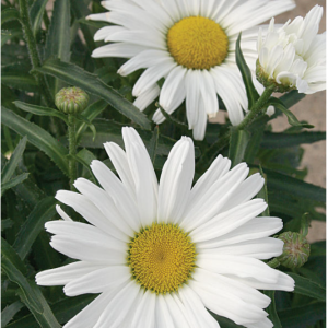 1 gallon - Amazing Daisies® Daisy May® Shasta Daisy (LEUCANTHEMUM X S. DAISY MAY) - 1 gallon - 1 gallon