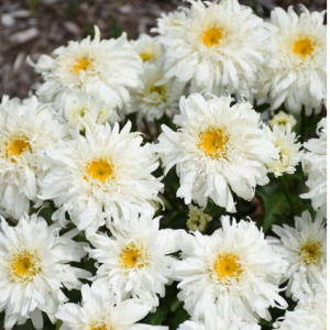 1 gallon - Amazing Daisies® 'Marshmallow' Shasta Daisy (LEUCANTHEMUM MARSHMALLOW) - 1 gallon - 1 gallon