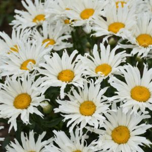 1 gallon - Amazing Daisies® 'Spun Silk' Shasta Daisy (LEUCANTHEMUM SPUN SILK) - 1 gallon - 1 gallon
