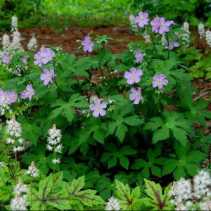 1 gallon - American Cranesbill (GERANIUM MACULATUM) - 1 gallon - 1 gallon