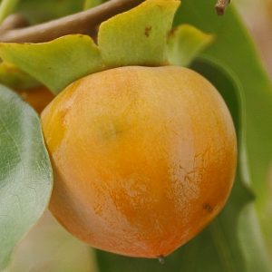 3 gallon - American Persimmon (DIOSPYROS VIRGINIANA) - 3 gallon - 3 gallon