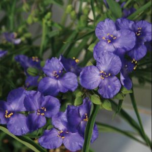 1 gallon - Amethyst Kiss™ Spiderwort (TRADE. AMETHYST KISS) - 1 gallon - 1 gallon