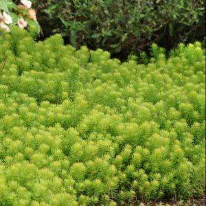 1 gallon - Angelina Stonecrop (N&C SEDUM ANGELINA) - 1 gallon - 1 gallon