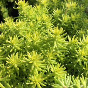 1 gallon - Angelina’s Teacup Stonecrop (SEDUM ANGELINAS TEACUP) - 1 gallon - 1 gallon