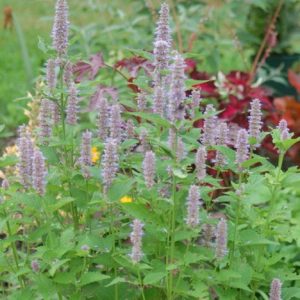 1 gallon - Anise Hyssop (AGASTACHE FOENICULUM) - 1 gallon - 1 gallon