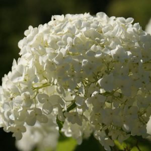 1 gallon - Annabelle Smooth Hydrangea (HYDRANGEA A. ANNABELLE) - 1 gallon - 1 gallon