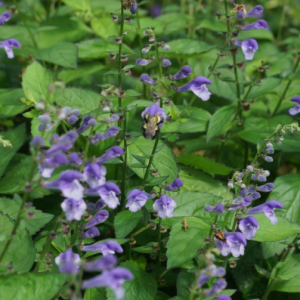1 gallon - Appalachian Blues Skullcap (SCUTELLARIA APPALACHIAN BLUES 19CM PTW) - 1 gallon - 1 gallon