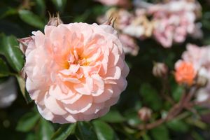 1 gallon - Apricot Drift® Rose (ROSE DRIFT APRICOT) - 1 gallon - 1 gallon