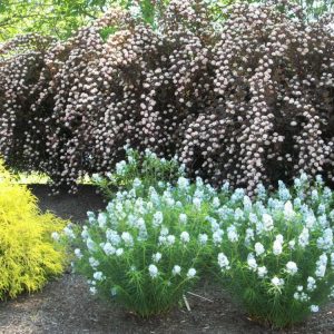 1 gallon - Arkansas Blue Star (AMSONIA HUBRICHTII) - 1 gallon - 1 gallon