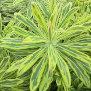 1 gallon - Ascot Rainbow Cushion Spurge (EUPHORBIA M. ASCOT RAINBOW) - 1 gallon - 1 gallon