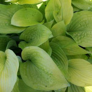1 gallon - August Moon Plantain Lily (HOSTA AUGUST MOON) - 1 gallon - 1 gallon