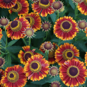 1 gallon - Bandera Sneeze Weed (HELENIUM MARIACHI BANDERA) - 1 gallon - 1 gallon