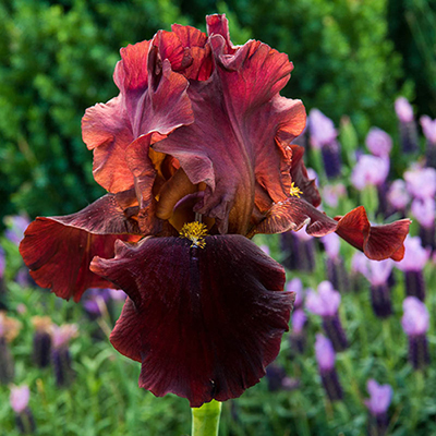 1 gallon - Bernices Legacy German Iris (IRIS GERMANICA BERNICES LEGACY) - 1 gallon - 1 gallon