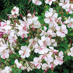 1 gallon - Biokovo Karmina Cranesbill (GERANIUM CINEREUM KARMINA) - 1 gallon - 1 gallon