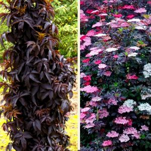 Black Tower Elderberry (Sambucus nigra 'Eiffel 1' BLACK TOWER)