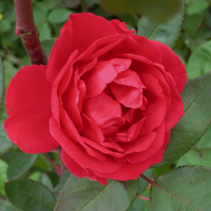 2 gallon - Blaze Climbing Rose (ROSE CL. BLAZE) - 2 gallon - 2 gallon