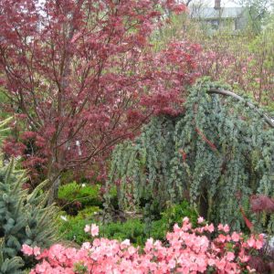 3 gallon 30-36" - Bloodgood Japanese Maple (ACER PA. BLOODGOOD) - 3 gallon 30-36" - 3 gallon 30-36"