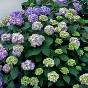 3 gallon - BloomStruck® Hydrangea (HYDRANGEA M. BLOOMSTRUCK) - 3 gallon - 3 gallon