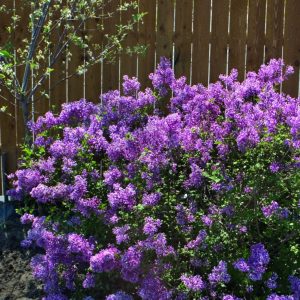 1 gallon - Bloomerang® Dark Purple Lilac (SYRINGA X BLOOMERANG® DK PURPLE) - 1 gallon - 1 gallon