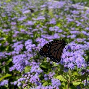1 gallon - Blue Mistflower (EUPATORIUM COELESTINUM) - 1 gallon - 1 gallon