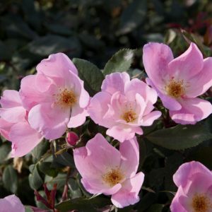 2 gallon - Blushing Knock Out® Rose (ROSE K.O. BLUSHING KNOCKOUT) - 2 gallon - 2 gallon