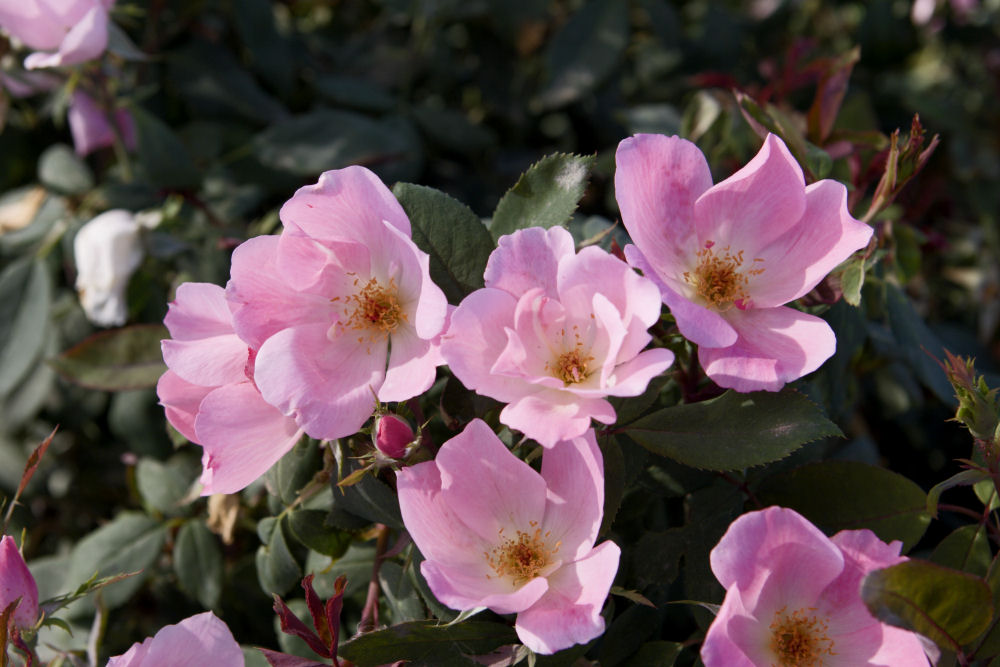 3 gallon - Blushing Knock Out® Rose (ROSE K.O. BLUSHING KNOCKOUT) - 3 gallon - 3 gallon