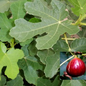 3 gallon 12" - Brown Turkey Fig (FICUS BROWN TURKEY) - 3 gallon 12" - 3 gallon 12"