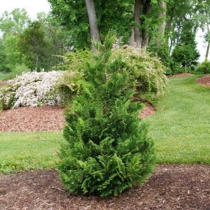 3 gallon 12-15" - Cedar Rapids® False Cypress (CHAM. CEDAR RAPIDS) - 3 gallon 12-15" - 3 gallon 12-15"