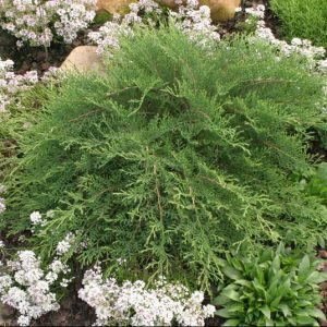 1 gallon - Celtic Pride® Siberian Cypress (MICROBIOTA D. CELTIC PRIDE) - 1 gallon - 1 gallon
