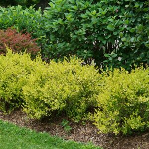 G3 PW - Cesky Gold® Dwarf Birch (BETULA P. CESKY GOLD) - G3 PW