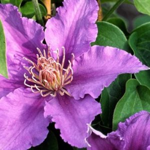 3QT - Clematis Bijou™ (CLEMATIS BIJOU  TRAILING) - 3QT - 3QT