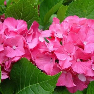 1 gallon - Color Fantasy® Hydrangea (HYDRANGEA M. COLOR FANTASY) - 1 gallon - 1 gallon