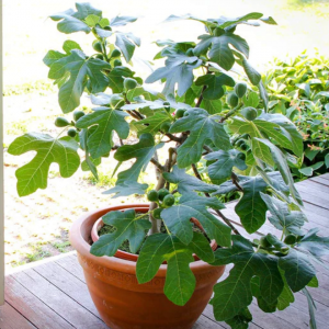 3 gallon 12" - Compact Fig Tree (FICUS X. FIGNOMINAL) - 3 gallon 12" - 3 gallon 12"