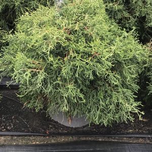 3 gallon 15" - Contorta Hinoki Falsecypress (CHAM. OBTUSA CONTORTA) - 3 gallon 15" - 3 gallon 15"