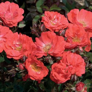 2 gallon - Coral Drift® Rose (ROSE DRIFT CORAL) - 2 gallon - 2 gallon