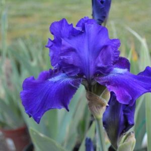 1 gallon - Dashing Reblooming German Iris (IRIS GERMANICA DASHING) - 1 gallon - 1 gallon