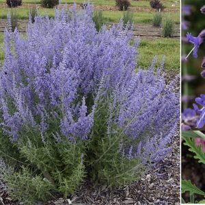 1 gallon - 'Denim 'n Lace' Russian Sage (PEROVSKIA ATRIP. DENIM N LACE) - 1 gallon - 1 gallon