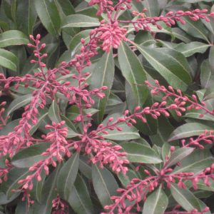 3 gallon 12" - Dorothy Wycoff Andromeda (PIERIS JAP. DOROTHY WYCOFF) - 3 gallon 12" - 3 gallon 12"