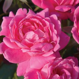 2 gallon - Double Pink Knock Out® Rose (ROSE K.O. DBL PINK KNOCKOUT) - 2 gallon - 2 gallon