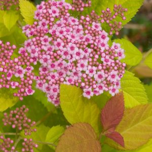 1 gallon - Double Play Big Bang® Spirea (SPIRAEA JAP. DBL PLAY BIG BANG) - 1 gallon - 1 gallon