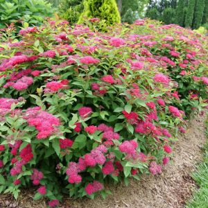 1 gallon - Double Play Doozie® Spirea (SPIRAEA JAP. DBL PLAY DOOZIE) - 1 gallon - 1 gallon