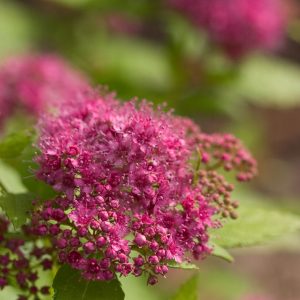 3 gallon 12" - Double Play® Gold Spirea (SPIRAEA JAP. DBL PLAY® GOLD) - 3 gallon 12" - 3 gallon 12"