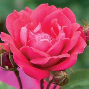 1 gallon - Double Red Knock Out® Rose (ROSE K.O. DBL KNOCKOUT) - 1 gallon - 1 gallon